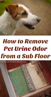 remove pet urine odor from a sub floor