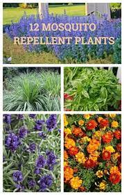 12 Mosquito Repellent Plants Garden