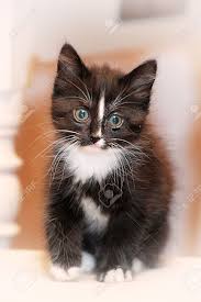 See more ideas about kittens, kittens cutest, beautiful cats. Black And White Fluffy Kitten Stock Photo Picture And Royalty Free Image Image 14161029