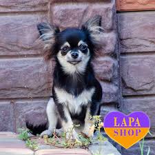 miniature long haired chihuahua puppy
