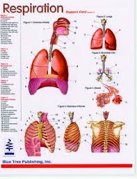 How Long To Read Respiration Double Sided Chart Of The