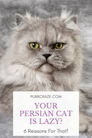 Due to being pure breeds, persian cats can be quite expensive. 6 Reasons Why Your Persian Cat Is So Lazy Purr Craze