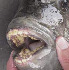 r fish has human looking teeth