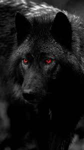 507 views | 1087 downloads. Black And White Wolf Wallpaper Auto Search Image