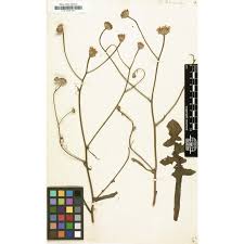 Crepis dioscoridis L. | Anthosart