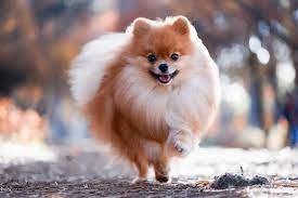 about the breed pomeranian highland