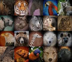 essay endangered wildlife in india