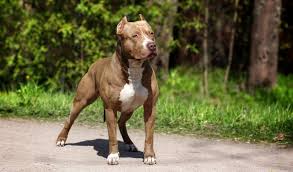 Pit Bull Muscle Gaining 101 How To Bulk Up A Pit Bull