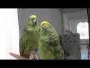 2 parrots singing <?=substr(md5('https://encrypted-tbn0.gstatic.com/images?q=tbn:ANd9GcSROJvGV38WlJ0VrRxrkhLkHA3hq7dOn8Ag4z5NAkbnmxDpbp9xO1j85o6-'), 0, 7); ?>