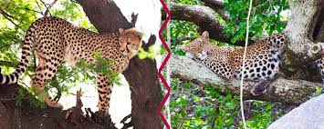 cheetah vs leopard safari ventures