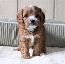 Find local cavapoo puppies in dogs and puppies in the uk and ireland. Cavapoos And Mini Cavapoos Cavoodles For Sale