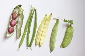 types of bean plants to grow learn