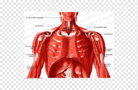 Broadly considered, human muscle—like the muscles of all vertebrates—is often divided into striated muscle, smooth muscle, and cardiac muscle. Thorax Neck Muscle Anatomy Blood Vessel Abdominal Muscles Anatomy Arm Human Body Png Pngwing