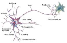 motor neuron disease and its symptoms