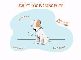 Why Does My Dog Eat Poop gambar png