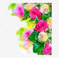 rose flower background hd free