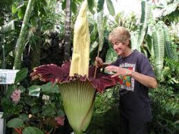 On the street of railroad avenue and street number is 4. Amorphophallus Titanium Corpse Plant The Largest Flower In The World Only Blooms Every 40 Years Owlcation