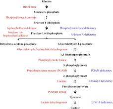 glycogen metabolism in humans