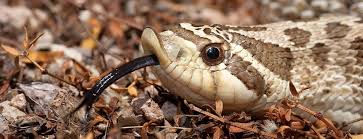 Is the Western hognose snake a dangerous predator?
