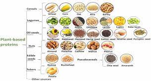 vegetable proteins nutritional value