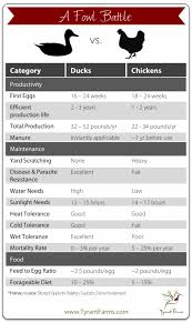 Heres A Nifty Comparison Chart Between Backyard Ducks Vs