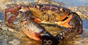 How old do crabs live?