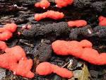 Resultado de imagem para red raspberry slime mould