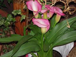 Oral irritation, intense burning and irritation of mouth, tongue and lips, excessive drooling. Calla Lily Are Toxic To Pets Pet Poison Helpline