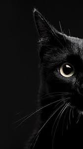 Black Cat For Mobile Hd Phone Wallpaper