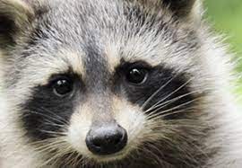 If you ever see a raccoon on a bright, sunny afternoon — beware. How To Get Rid Of Raccoons Updated For 2021