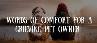 Maybe you would like to learn more about one of these? 50 Beautiful Loss Of Pet Quotes Love Lives On