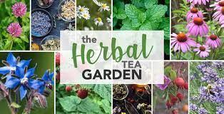 The Herbal Tea Garden Kiwi Nurseries Ltd