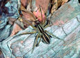 male and female wolf spiders uf ifas
