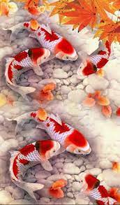 koi fish hd phone wallpaper peakpx