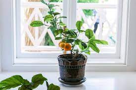 how to grow a lemon tree from seed