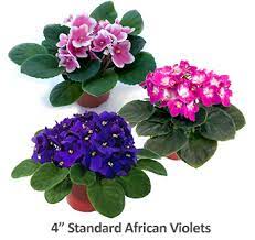 For a start, they're quite small so they can fit into the tiniest apartments. Plant Care Instructions For African Violets