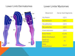 Image Result For Lower Extremity Dermatomes And Myotomes