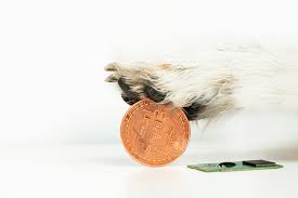 Möchten sie geld in dogecoin investieren, können sie die kryptowährung einfach in euro kaufen und in ihrer wo sie eine solche wallet erstellen und welche börsen den kauf von dogecoin anbieten. Update Dogecoin Boomt Ethereum Ath Bitcoin Dip Coinbase Aktie