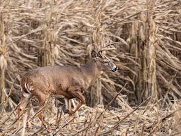 The 25 Best Deer Hunting Tips For The Whitetail Rut Field