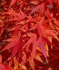 anese maple colors the world s