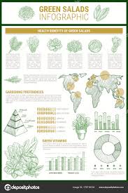 Salad Greens And Leaf Vegetable Infographic Design Stock