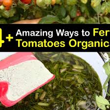 fertilize your tomatoes diy tomato