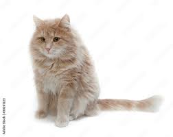 Красивый рыжий кот на белом фоне. Stock Photo | Adobe Stock