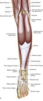 Tennis leg represents a myofascial or tendinous injury of the lower limb and, not surprisingly, is seen most frequently in tennis players. What Are The Types And Causes Of Achilles Tendon Disorders