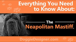 The Neapolitan Mastiff A Complete Guide Doggie Designer