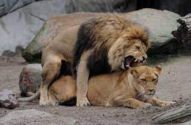 Ist die Löwin rollig, gibt es für das Männchen kein Halten mehr. -  Stuttgarter Zeitung