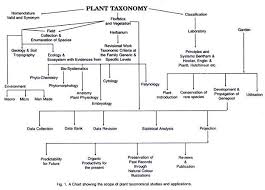 Plant Taxonomy Plant Kingdom Classification Chart