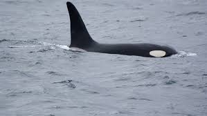 Killer Whale Orca New Zealand Marine Mammals