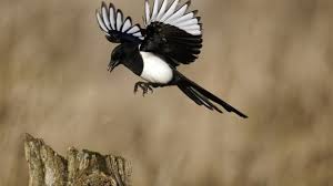 in defence of magpies the bird world s