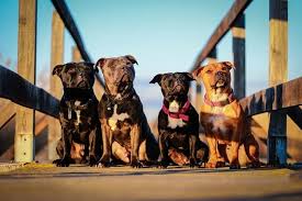 staffordshire bull terrier breed info